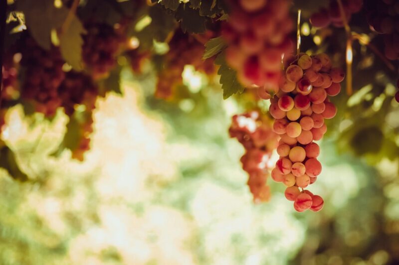 L’uva è la nuova carota: per mantenere gli occhi sani, prendine un grappolo