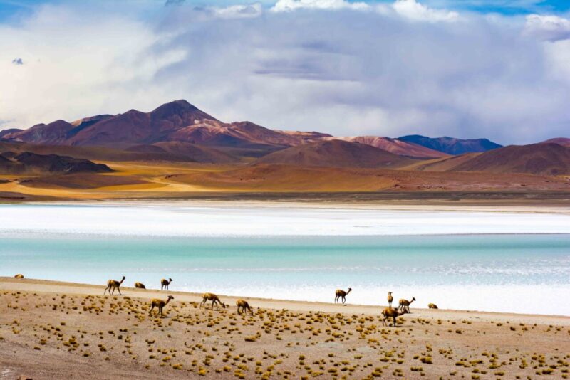 Ecosistema Microbico nel Deserto di Atacama: Una Scoperta Rivoluzionaria