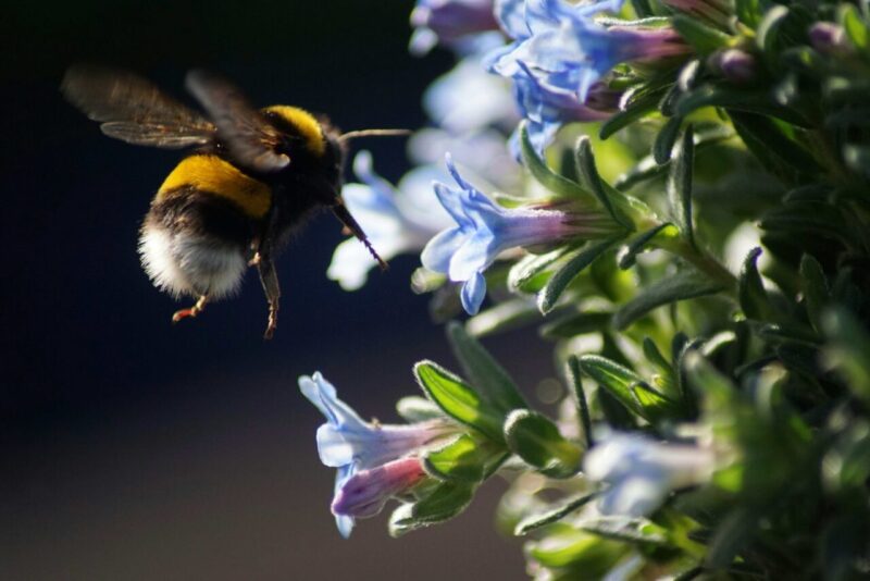 Bombi: Minaccia Maggiore per la Biodiversità e l’Agricoltura – Cause, Conseguenze e Soluzioni