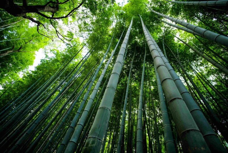 Gli scienziati usano il bambù per creare vetro trasparente e resistente al fuoco