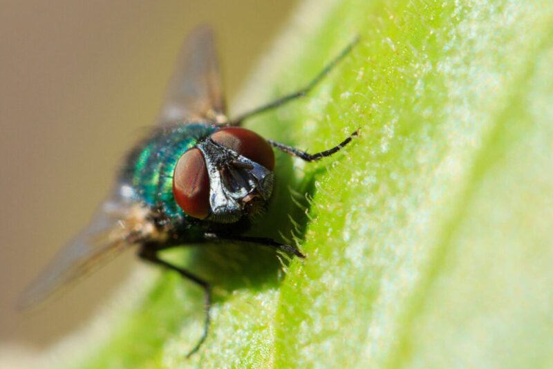 700 Milioni di Anni fa un Antenato Comune ha Modellato l’Evoluzione Umana