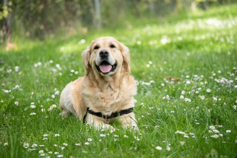 L’Obesità nei Cani: Una Chiave per Trattamenti Umani