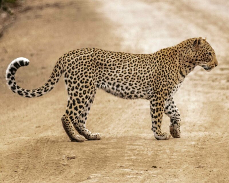 Solo un salvataggio genetico può salvare l’ultimo felino d’Arabia