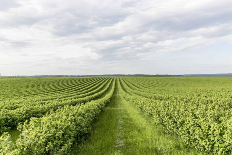 Agricoltura senza aratura: cos’è il no-till e quali benefici può offrire all’ambiente