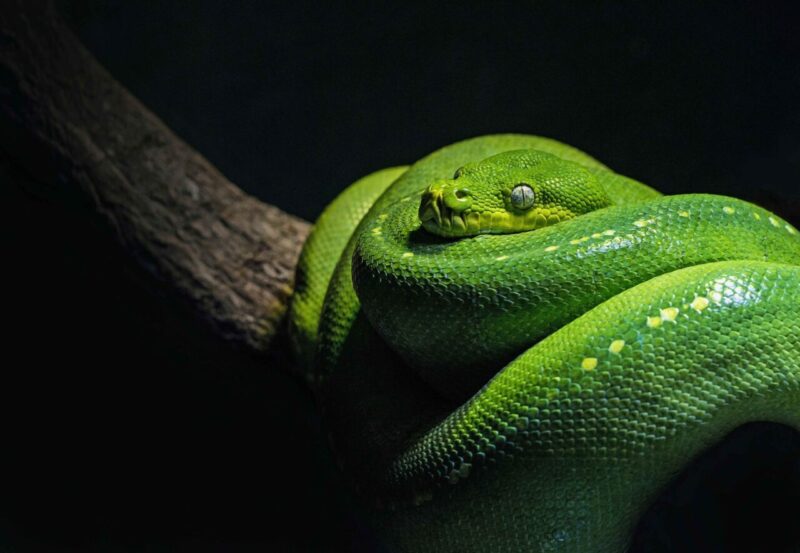Un Nuovo Anticorpo Umano Sintetico Efficace come Antidoto Contro il Veleno dei Serpenti