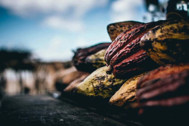 Maya e Aztechi: Il Cacao come Bevanda Sacra e Moneta
