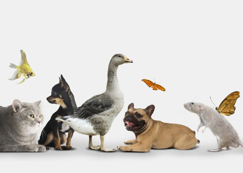 Animali domestici: averli fa aumentare l’empatia negli uomini