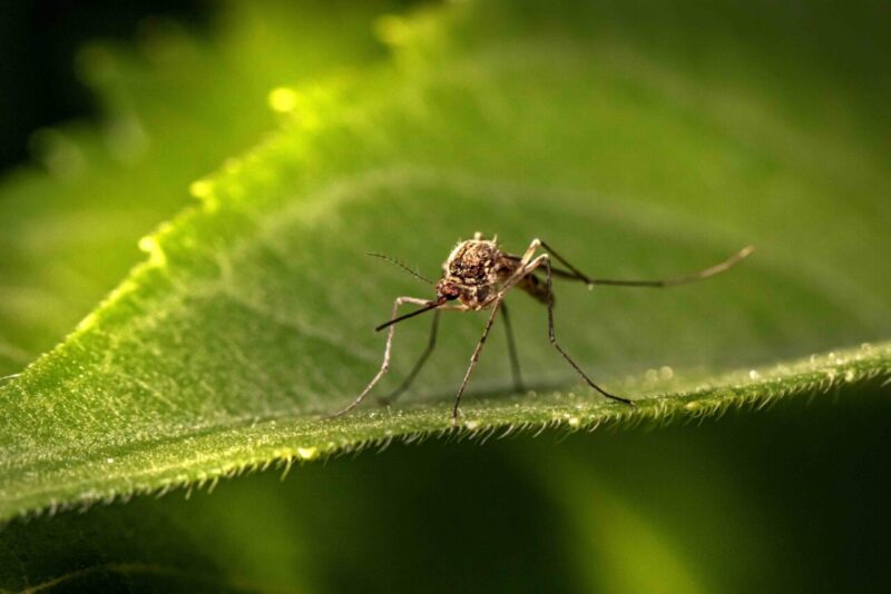 Scoperto un Modo Efficace per Tenere Lontane le Zanzare Senza Uscire di Casa