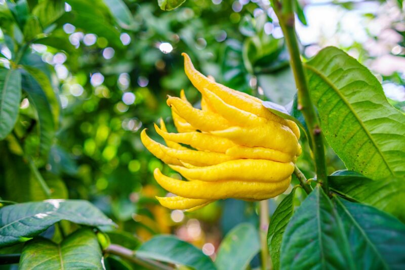 Mano di Buddha: l’agrume dalla forma unica che porta fortuna