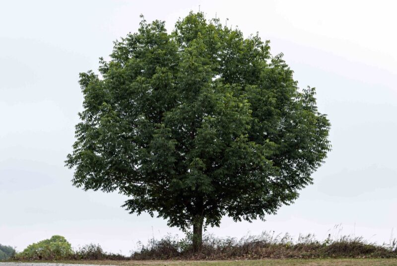 Il Pioppo Bianco, la Conquista dell’Equinozio d’Autunno e l’antica tradizione irlandesi