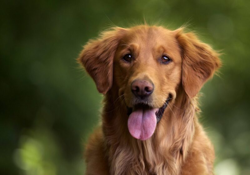 I Cani da Assistenza come Supporto per i Veterani con Disturbo da Stress Post-Traumatico