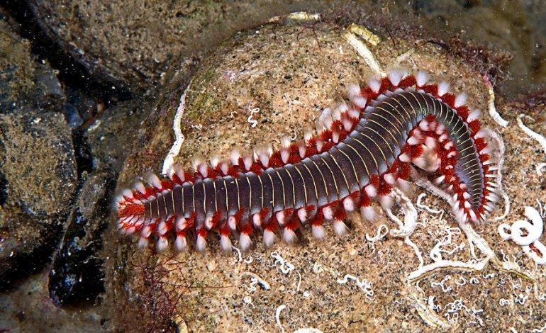 Rischi per l’Uomo a causa del Vermocane, l’Animale che ha Invaso i Mari Italiani