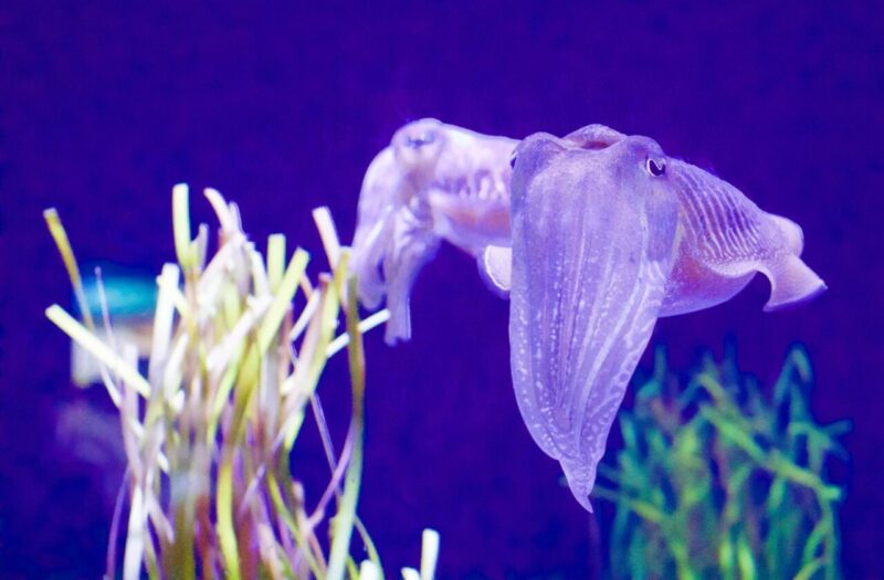 Nuova Scoperta: Una Specie di Calamaro Vampiro che Brilla al Buio