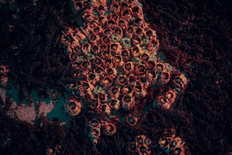 Paura dei Piccoli Buchi: L’Evoluzione può Spiegare l’Origine della Tripofobia