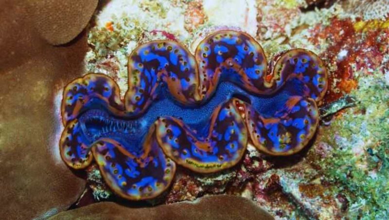 Come le vongole giganti stanno rivoluzionando i pannelli solari