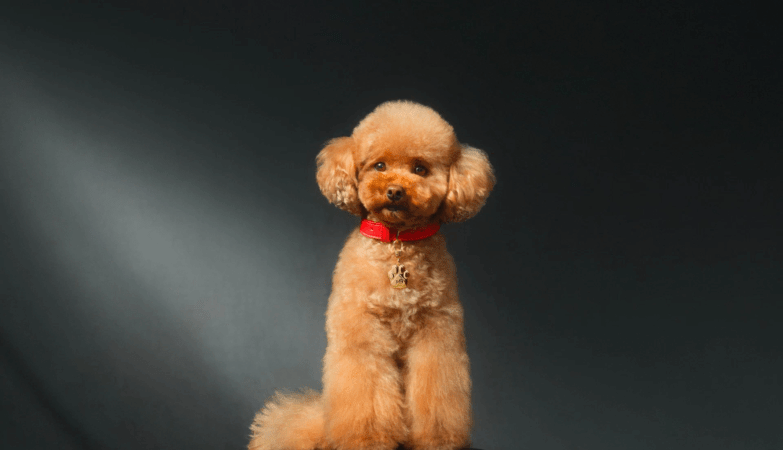 Dolce & Gabbana Lancia un Profumo per Cani: Una Novità Lussuosa ma Controversa