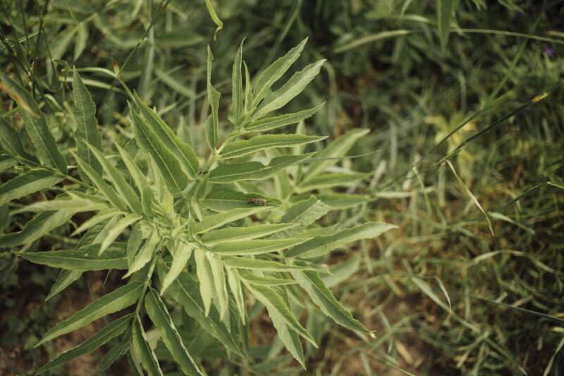 Tracce di Cocaina nei Cervelli Mummificati: Una Scoperta Rivela l’Antico Consumo in Europa