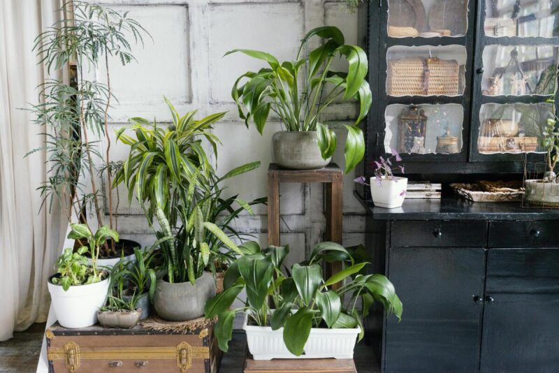 Piante potenti per rinfrescare la casa e creare un ambiente tranquillo e sano