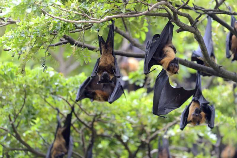 Scomparsa dei Pipistrelli: un pericolo silenzioso per la salute dei bambini e l’agricoltura