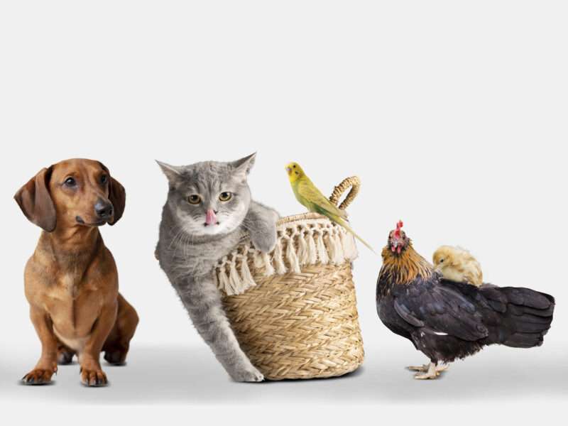 La plastica e i pericoli invisibili per gli animali domestici: cani e gatti a rischio