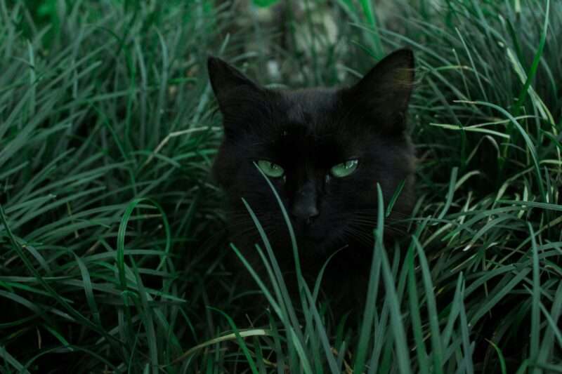 Perché i gatti seguono sentieri stretti: una questione di consapevolezza corporea