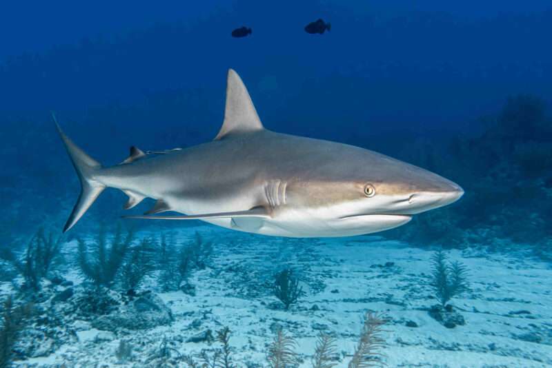 Il Mistero del White Shark Café: Un’Oasi per i Grandi Squali Bianchi nell’Oceano Pacifico