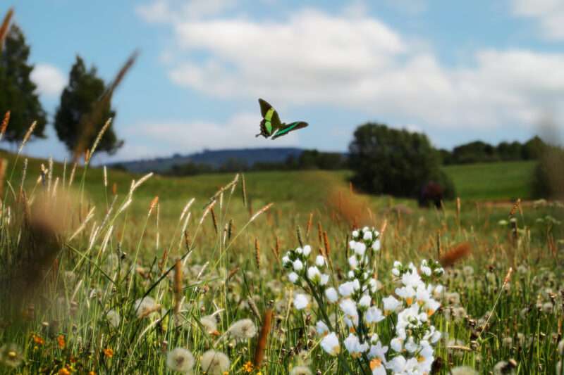 Prescrizione Verde: come il contatto con la natura migliora la salute mentale più dei farmaci