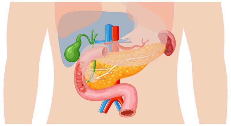 Rivoluzione del microbioma: nutrizione personalizzata attraverso la prima mappa intestinale