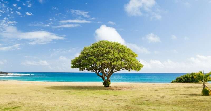 Alberi a rischio di estinzione: la situazione allo stato attuale