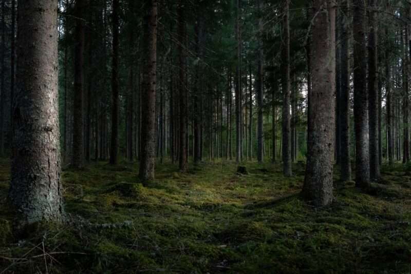 Forest Bathing: il potere curativo della natura prescritto in Giappone