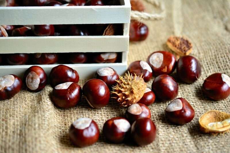 Castagne: proprietà, calorie e benefici per una dieta equilibrata