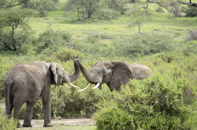 Evoluzione degli Elefanti del Mozambico: la Guerra Civile Ha Causato Cambiamenti Genetici Rapidi
