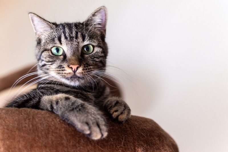 I gatti ci capiscono più di quanto pensiamo: la sorprendente scoperta sulla comprensione del linguaggio felino