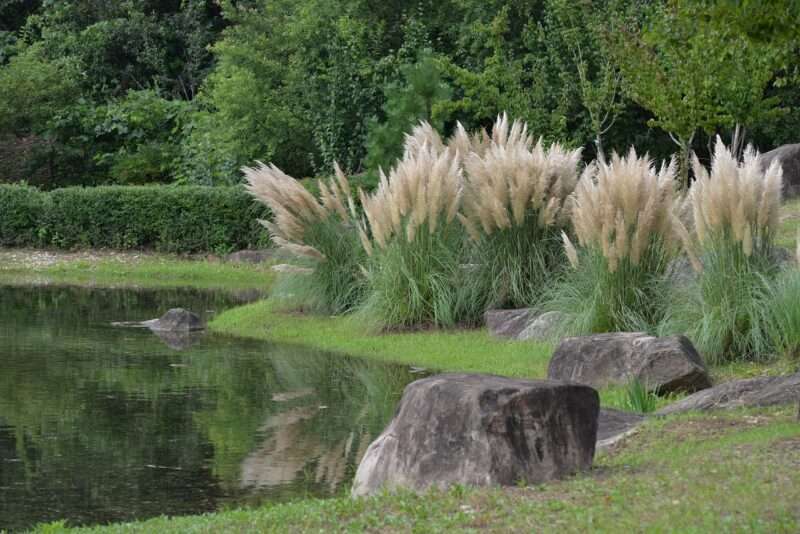 Erba della Pampa: Una Minaccia Invasiva per Salute, Economia ed Ecosistemi