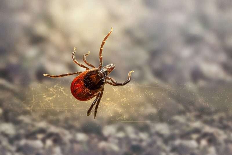 Nuovo virus delle zecche: allarme in Cina, sintomi e rischi per la salute
