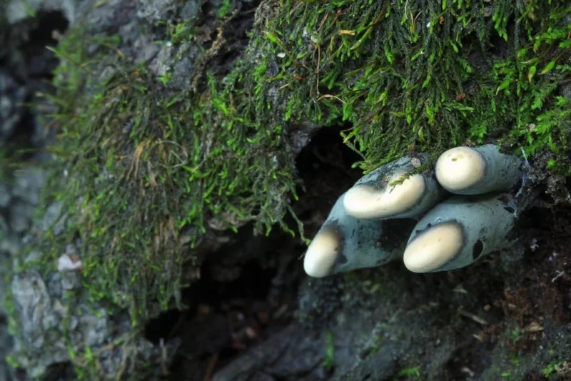 Il Fungo “Dito della Strega”: La Macabra Creatura Naturale Che Sembra Uscire dalla Tomba