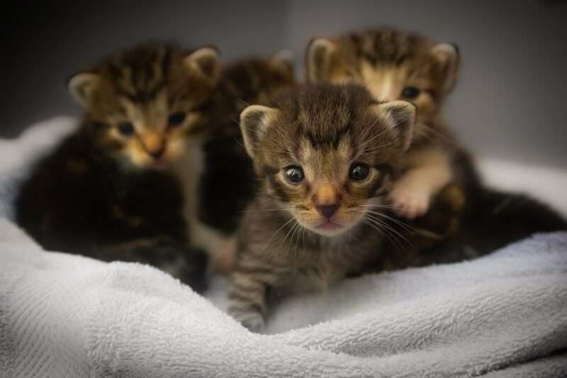 Ailurofobia: Perché ho paura dei gatti? Cause e soluzioni per superare questa fobia