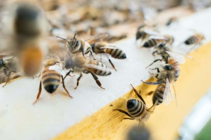 Scoperto il gene che controlla il comportamento collettivo delle api