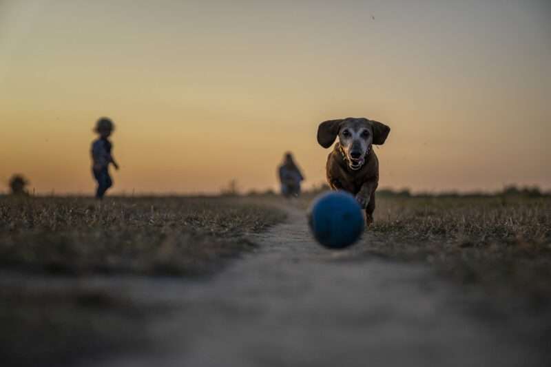 Come il Cane, Come il Padrone: L’Incredibile Connessione tra Animali Domestici e Proprietari