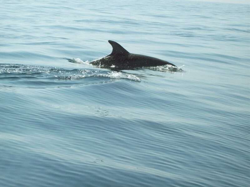 Delfino Solitario “Parla” da Solo nel Mar Baltico: Un Mistero di Solitudine