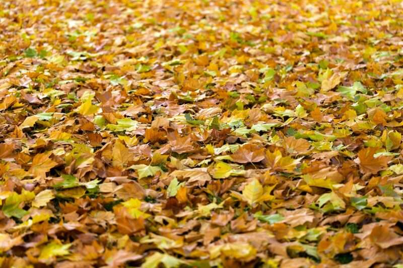 Le foglie autunnali rimangono verdi più a lungo: un segno dei cambiamenti climatici
