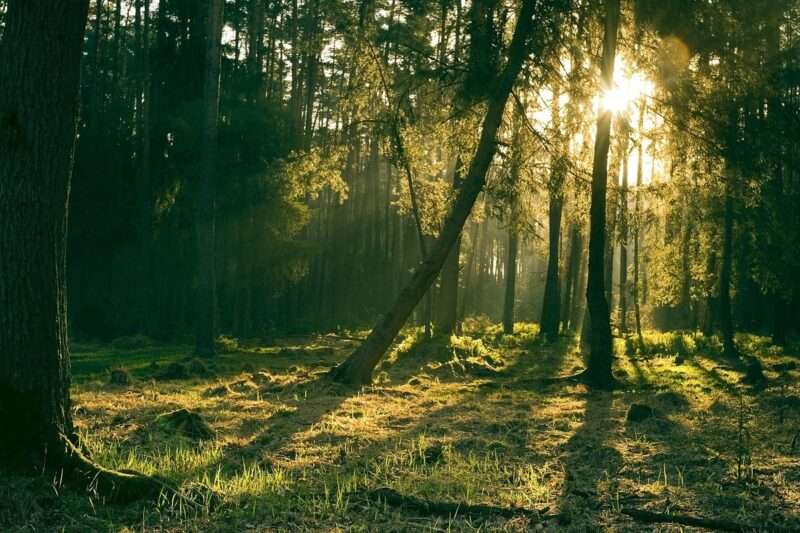 Daisugi: l’antica arte giapponese di produrre legname senza abbattere alberi