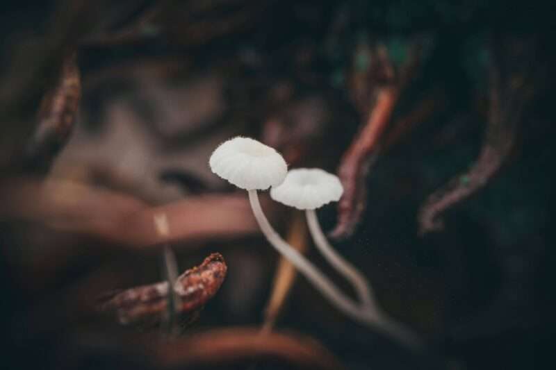 Il fungo bianco: un alleato naturale contro il cancro