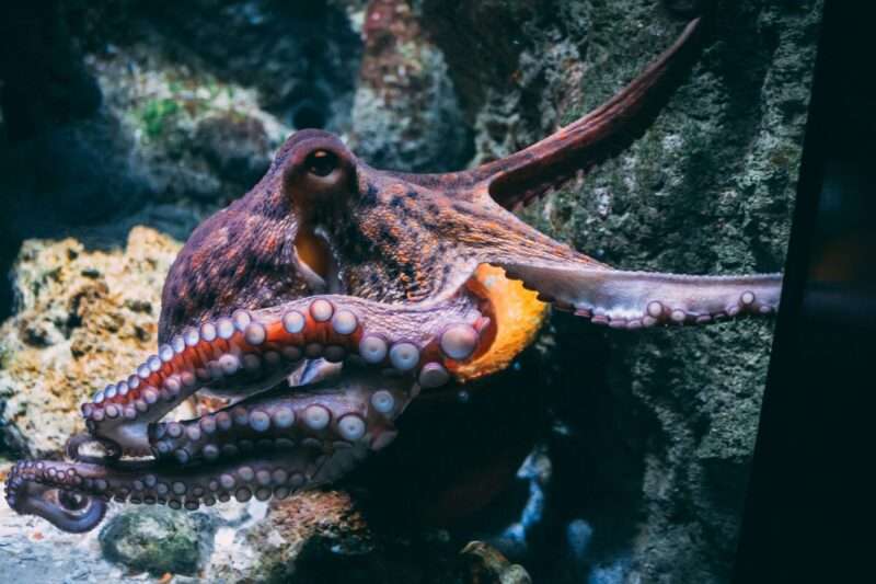 Polpi: i futuri dominatori della Terra?