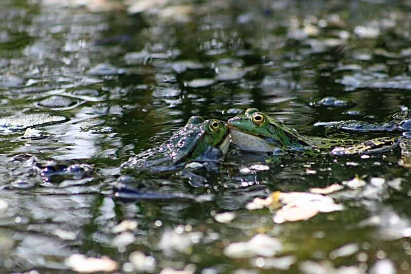 Le Rane di Chernobyl: Una Storia di Adattamento e Salute in un Ambiente Radioattivo