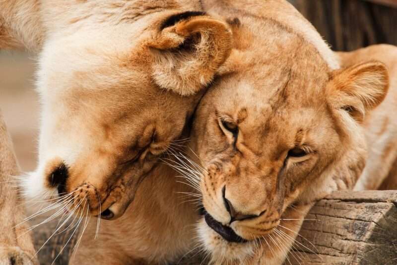 L’influenza aviaria minaccia i grandi felini: un pericolo per le specie in via di estinzione negli zoo