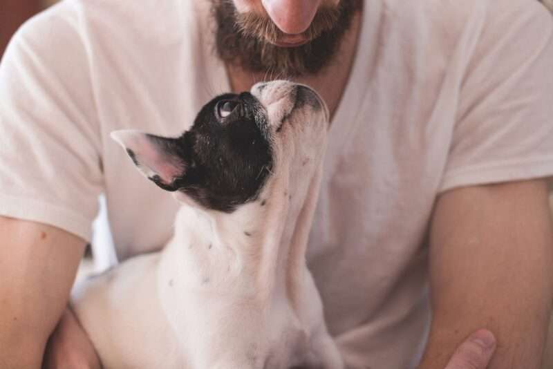 Come i cani riconoscono le persone ostili: uno sguardo scientifico