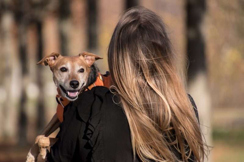 I cani usano combinazioni di due parole: uno sguardo alla comunicazione canina