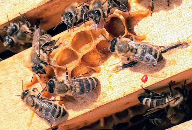 Il miele: un tesoro della natura e il dono delle api