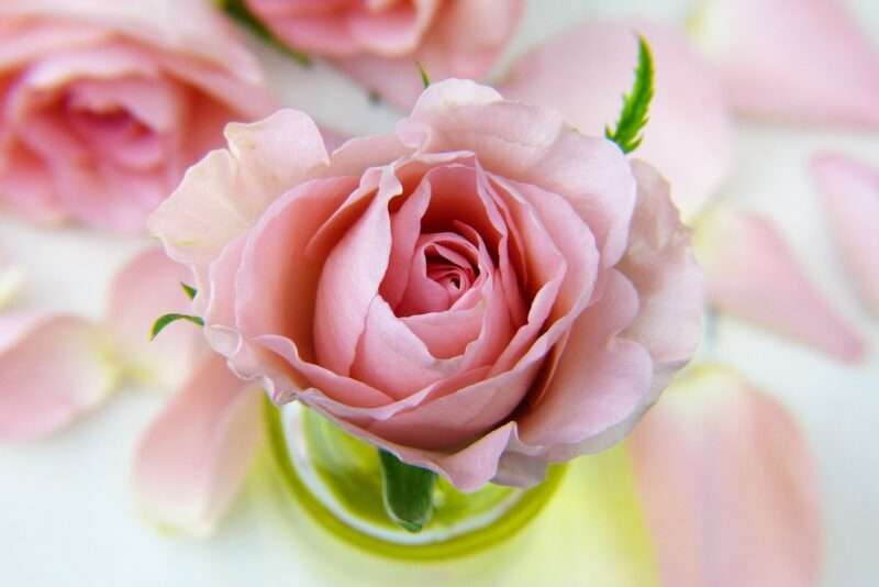 Il Mistero del Colore Rosa: Un’Illusione Creata dal Nostro Cervello